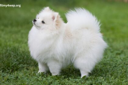 American Eskimo Dog Price in India