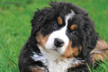 Bernese Mountain Dog Price in India